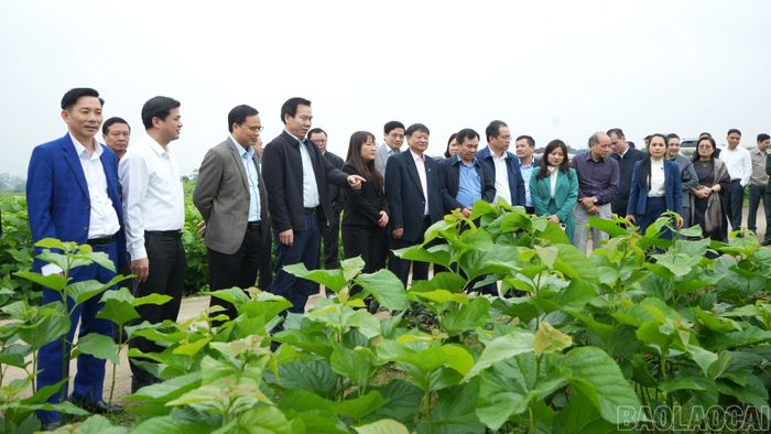 Đoàn công tác của tỉnh khảo sát Mô hình Xã xã hội chủ nghĩa tại Trấn Yên.