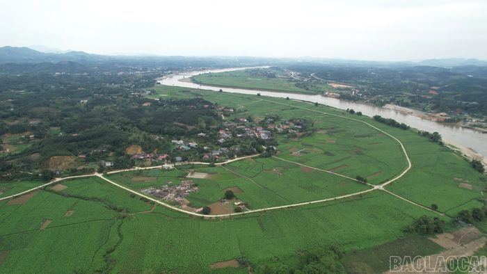Trấn Yên được biết đến là "cái nôi" của nghề trồng dâu nuôi tằm với diện tích dâu hiện có lên tới trên 700 ha.
