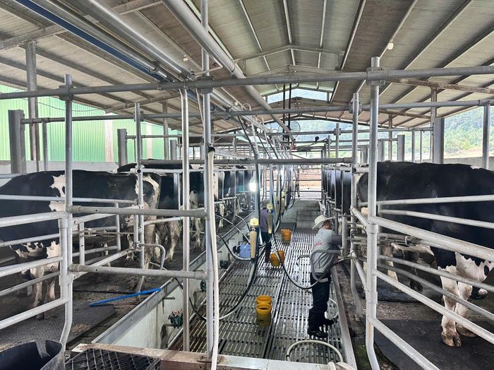 Thu hoạch sữa bằng thiết bị công nghệ của châu Âu