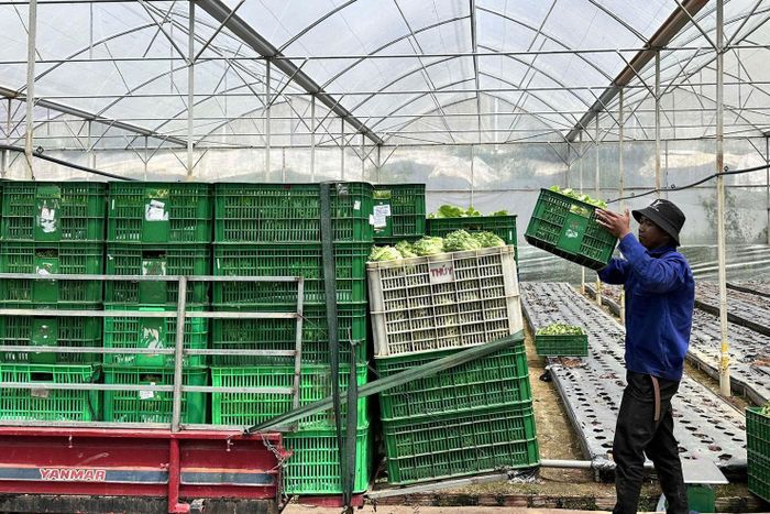 Thu hoạch nông sản công nghệ cao