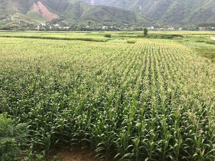 Ngành Nông nghiệp chủ động chuyển đổi cây trồng, mùa vụ nhằm ứng phó với các yếu tố bất thuận của thời tiết