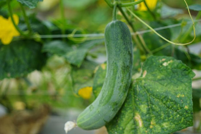 Hoa trái đã nở hoa trên những cánh đồng bị lũ quét đi qua