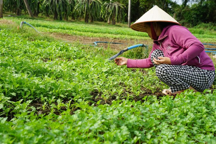 Người dân vùng lũ đã yên tâm lao động sản xuất