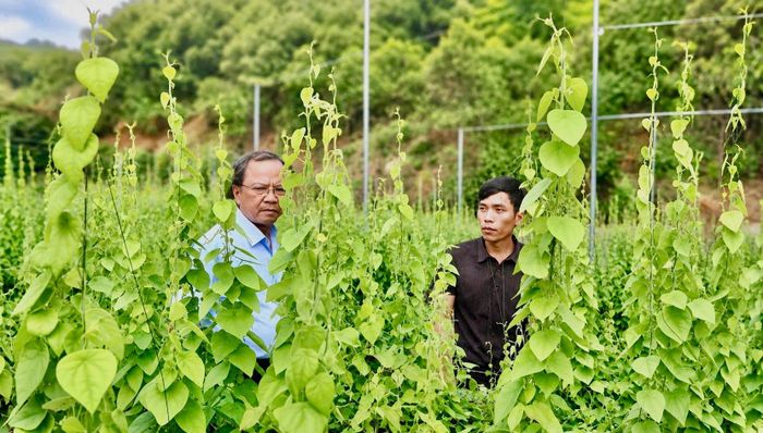 Anh Lê Thanh Anh Ý (bên phải) hiện có khoảng 2 sào sâm nam cho thu nhập ổn định