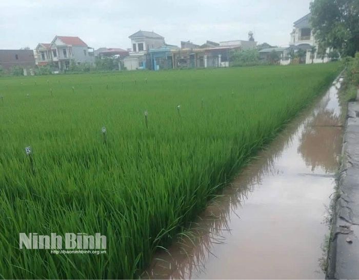 Nhờ các trạm bơm vận hành kịp thời, mực nước tại các kênh tiêu nội đồng nhanh chóng hạ thấp, giữ an toàn cho diện tích lúa Mùa đang giai đoạn mẫn cảm. Ảnh: Hồng Quang