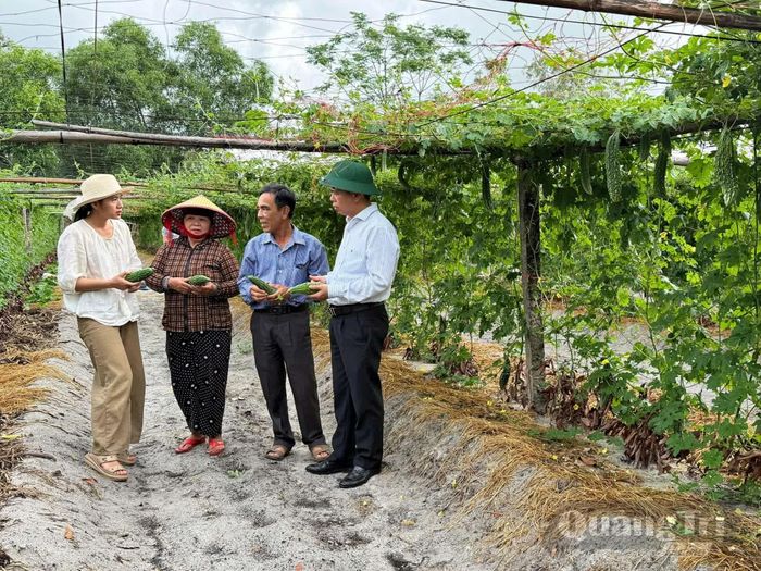Mô hình trồng mướp đắng trái vụ cho thu nhập ổn định - Ảnh: L.A