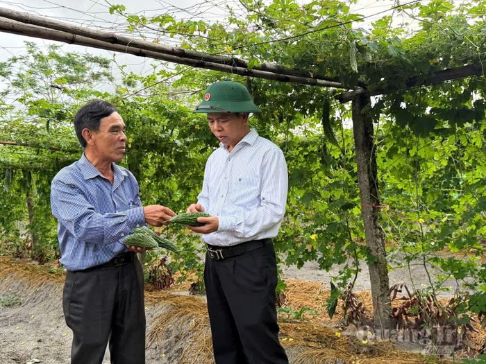 Kiểm tra chất lượng quả mướp đắng nhằm định hướng mở rộng diện tích sản xuất an toàn - Ảnh: L.A