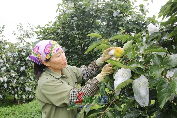 Nông dân xã Tân Yên thu hoạch hồng giòn.