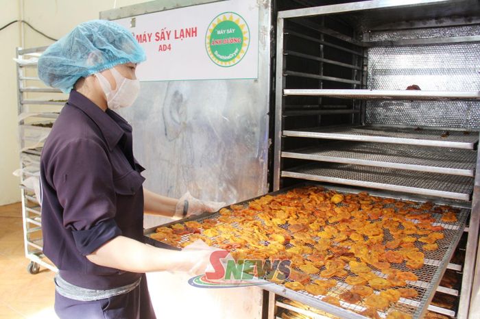 Chế biến hồng sấy dẻo tại HTX Nông nghiệp Quyết Thanh.
