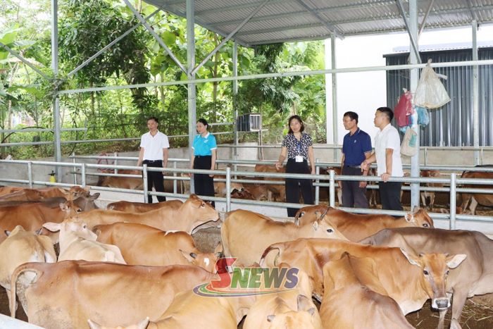 Mô hình chăn nuôi đại gia súc nhốt chuồng của nhân dân xã Tường Hạ.