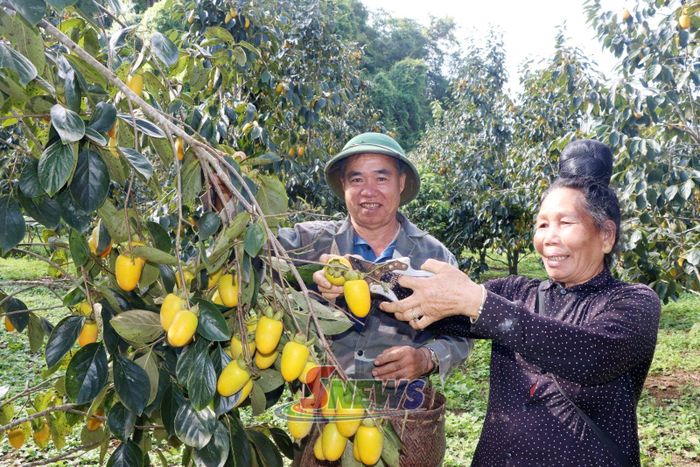 Mô hình trồng hồng ngâm của đồng bào dân tộc thiểu số xã Phiêng Cằm, cho thu nhập ổn định.
