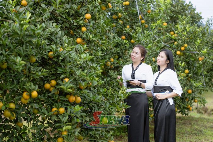 Mô hình trồng cam hữu cơ của nhân dân xã Mường Cơi.