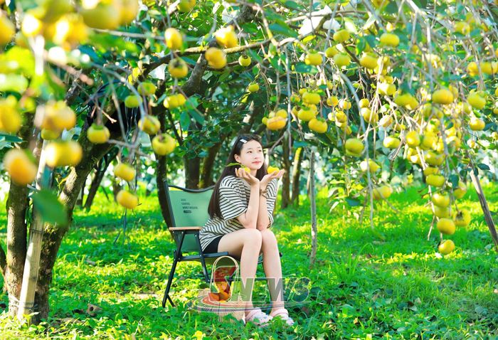 Những vườn hồng sai trĩu quả tạo nên không gian nổi bật thu hút du khách.