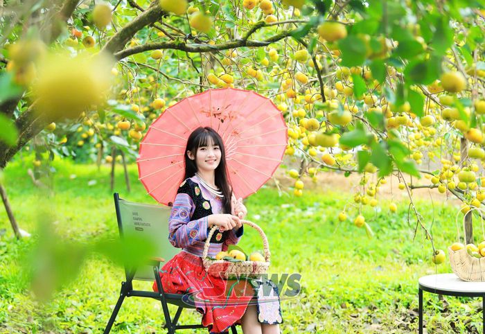 Du khách trong bộ trang phục dân tộc Mông nổi bật giữa vườn hồng chín.