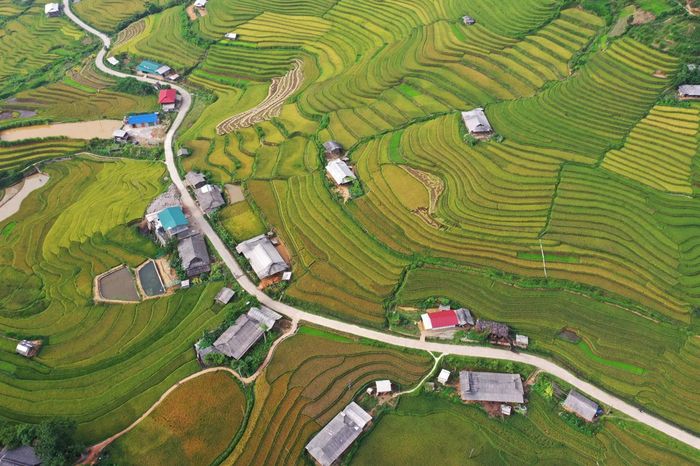 Mùa lúa chín Mù Cang Chải thu hút du khách dịp nghỉ lễ 2/9