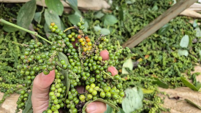 Giá tiêu hôm nay duy trì trong khoảng 136.000 - 139.000 đồng/kg. Ảnh minh họa