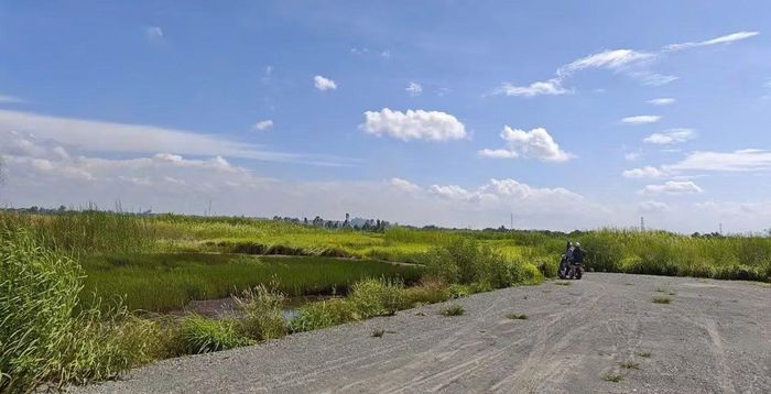 Khu đất làm dự án để cỏ mọc hàng chục năm qua.