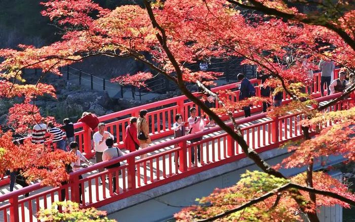 Khách du lịch "săn" lá vàng, lá đỏ dịp giao mùa thu - đông năm 2025 tại Nhật Bản. Ảnh: nippon