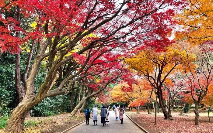 Phong cảnh mùa thu lộng lẫy tại Shinjuku Gyoen - một trong những công viên nổi tiếng nhất ở Tokyo, mang lại không gian thư giãn cho cả người dân Nhật Bản và khách du lịch. Ảnh: traveloka