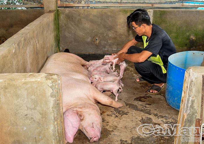 Anh Võ Văn Thức (ấp Tân Thành) đang chăm sóc đàn heo con, chuẩn bị xuất bán heo giống cho bà con quanh vùng.
