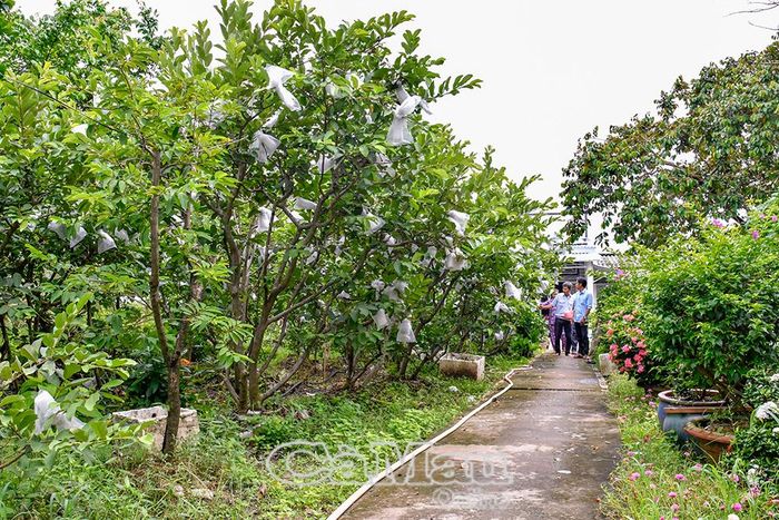 Nhà ông Nguyễn Hùng Vĩnh (ấp Tân An Ninh) được phủ xanh vườn ổi trĩu quả, mang lại hiệu quả kinh tế cao trên vùng đất mặn.