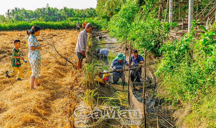 Những mùa tát đìa ngày nay dần thưa vắng. (Trong ảnh: Gia đình ông Đào Quyết Chiến, xã Tân Lộc, tát đìa bắt cá đồng). Ảnh: NHẬT MINH