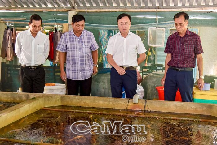 Chủ nhiệm Uỷ ban Kiểm tra Tỉnh uỷ Huỳnh Hữu Trí (thứ 2 từ phải sang) và lãnh đạo xã Vĩnh Thanh tham quan mô hình nuôi lươn của người dân ấp Mỹ Trinh.