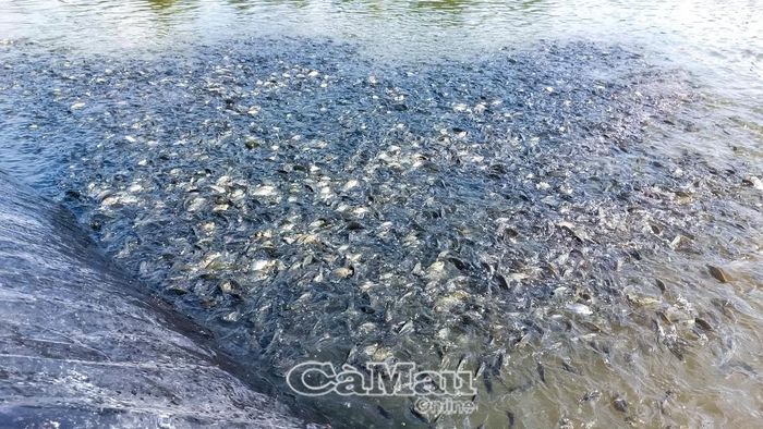 Sau hơn 1 tháng nuôi, cá rô phi đơn tính phát triển tốt, đạt kích cỡ khoảng 20 con/kg.