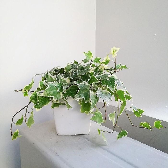 (Ảnh: Cảnh Quan Trịnh Thập)