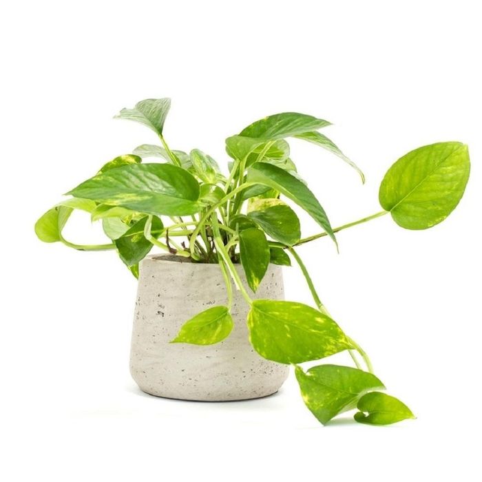 Cây trầu bà. (Ảnh: Trạm giống)