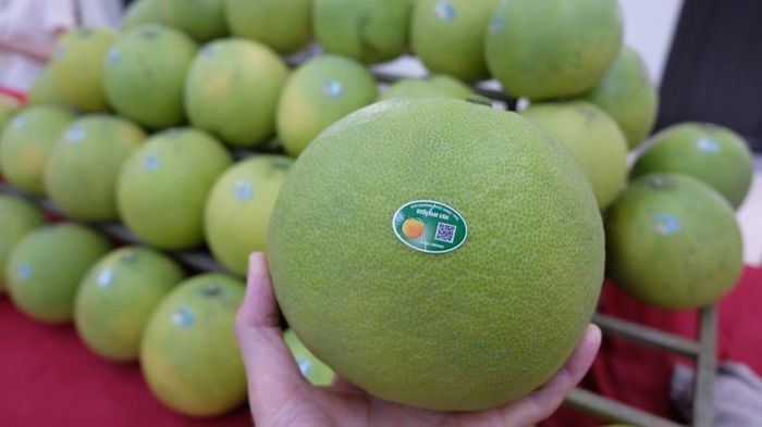 Sản phẩm bưởi Vân Hà (xã Phúc Lộc - Hà Nội) dán tem truy xuất nguồn gốc nông sản. Ảnh: PV