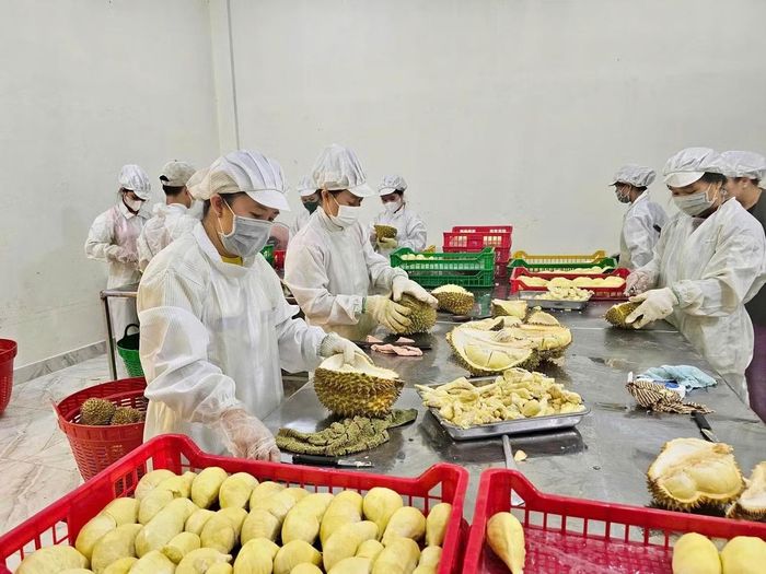 Tăng cường chế biến sâu để nâng chất lượng trái sầu riêng. Ảnh: Ngọc Yến.