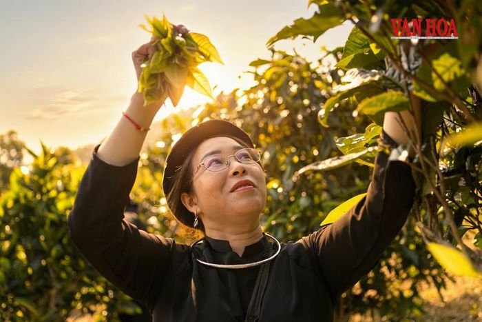 Bà con thu hái chè giữa không gian núi rừng đại ngàn