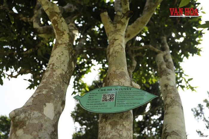 Thân cây chè cổ thụ to xù xì, trên được gắn mã QR trích xuất thông tin