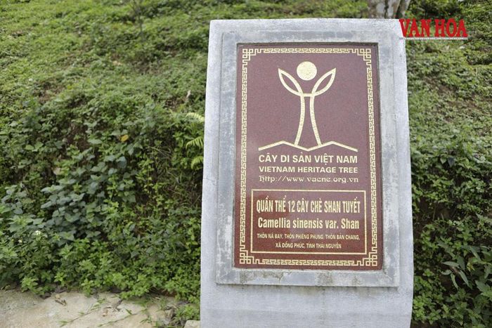Tại đây có quần thể 12 cây chè Shan tuyết được công nhận là Cây Di sản Việt Nam