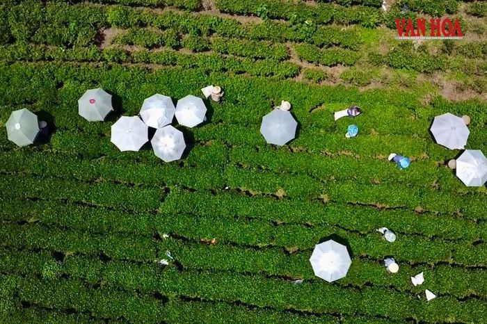 Người dân thu hái chè trên những triền đồi chè, nhìn từ trên cao tạo nên những điểm nhấn sinh động giữa không gian xanh rộng lớn