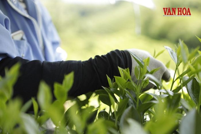 Bức tranh lao động hiện lên giữa những nương chè Cầu Đá, người dân cần mẫn thu hái từng búp chè non xanh mướt, tạo nên nhịp sống bình dị của vùng chè nơi đây