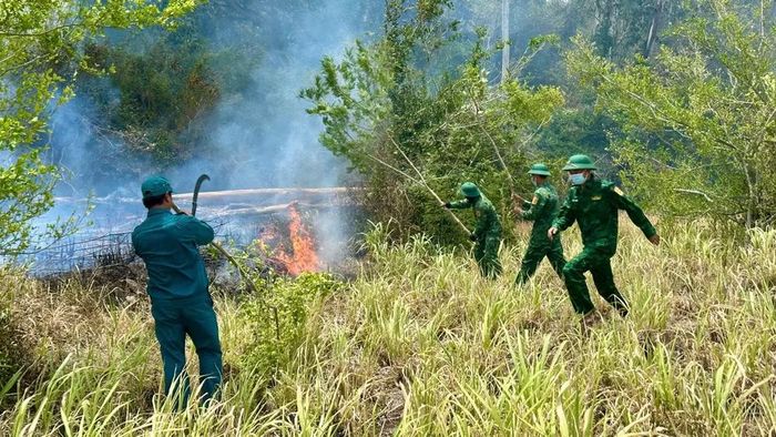 Vụ cháy gây thiệt hại khoảng 10ha cây bạch đàn từ 2 đến 4 năm tuổi. (Ảnh: Ngọc Lân).