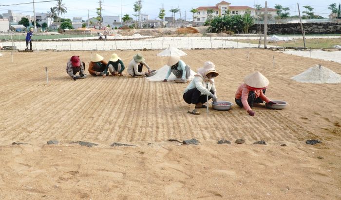 Những người phụ nữ đang xuống giống vụ hành mới