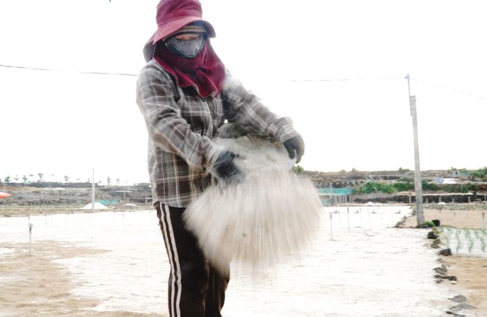 Sau khi làm lại đất, người dân phủ lên lớp cát biển để giữ ẩm các ruộng hành, tỏi