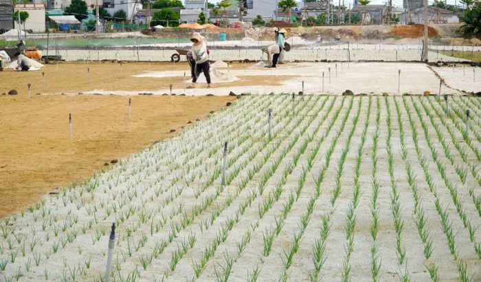 Các ruộng hành, tỏi được canh tác gối vụ liên tục tạo thu nhập