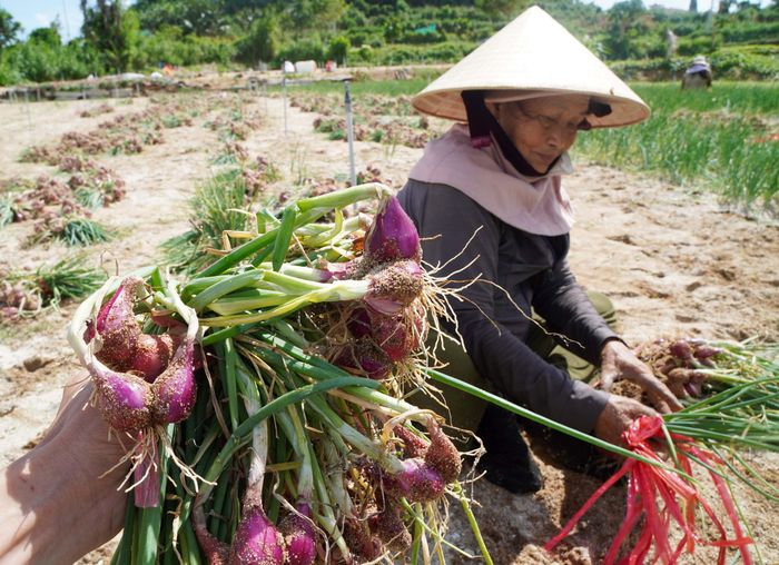 Vụ mùa ở đảo núi lửa cổ Lý Sơn đang đối mặt nhiều thách thức về thị trường, môi trường sinh thái
