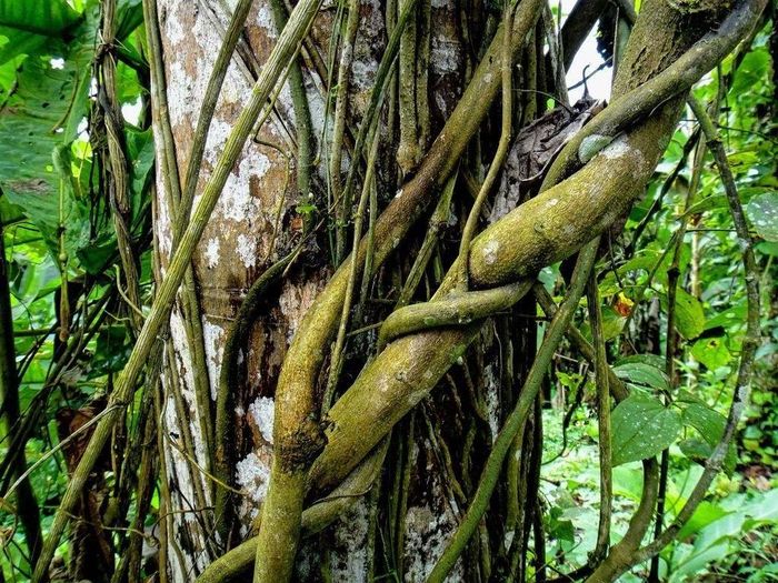 Ảnh: biodiversity4all