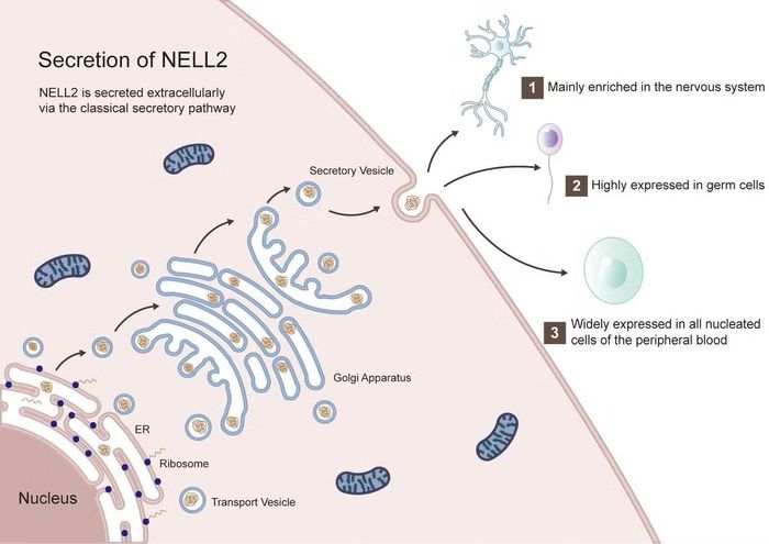 Bằng cách giảm lượng protein Nell2, các tế bào thần kinh được phục hồi trở lại.