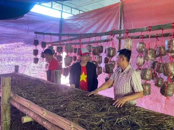 Một lớp đào tạo nghề nuôi trồng nấm được tổ chức tại Điện Biên.