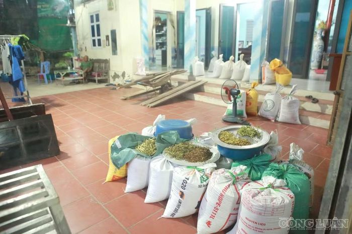 Thóc, lúa được gia đình bà Khuyến đưa vào tập kết trong sân nhà.