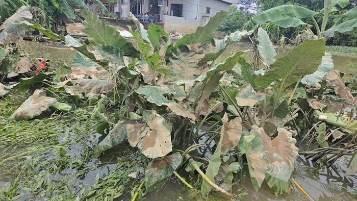 Bà Nguyễn Thị Thái, thôn Phú Cốc cho biết đợt mưa lũ này ít gây thiệt hại về tài sản trong nhà do người dân đã có sự chuẩn bị. Tuy nhiên, hầu hết hoa màu, nhất là lúa vừa trổ đòng có nguy cơ mất trắng do ngập sâu kéo dài.