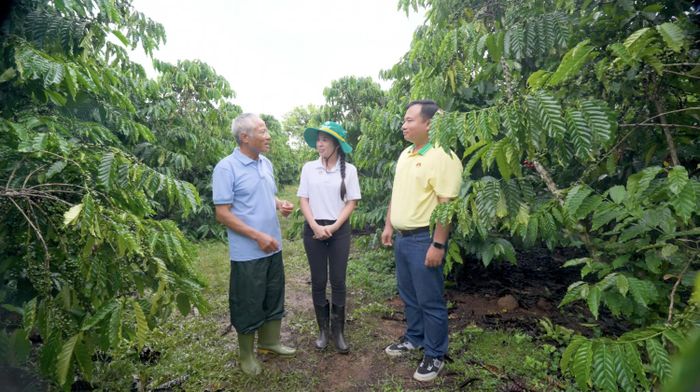 Nông dân sử dụng phân bón cho cây cà phê theo hướng dẫn của Phân bón Cà Mau.