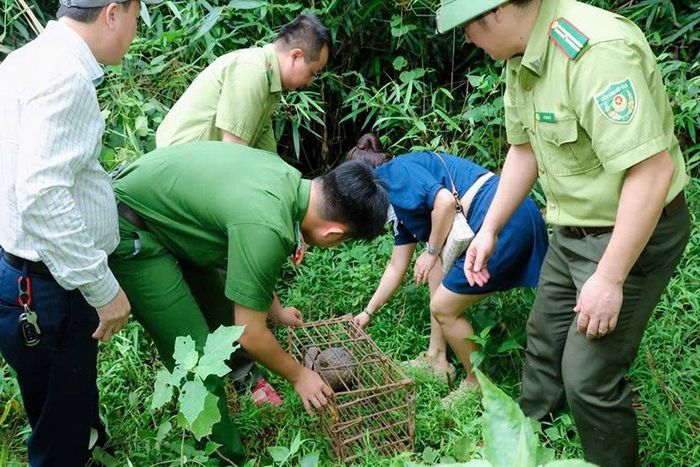 Cá thể tê tê nặng gần 3kg được lực lượng chức năng tái thả về khu vực rừng phòng hộ.
