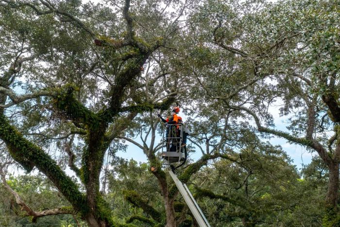 Các chuyên gia chăm sóc cây loại bỏ cành cây chết, tiêm các loại thuốc xử lý chuyên dụng. Ảnh: SavATree